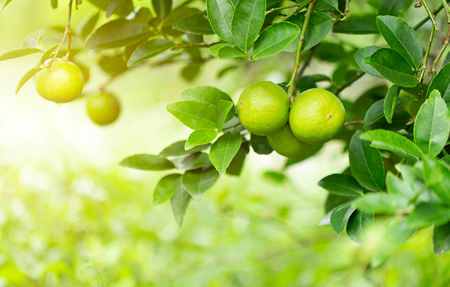 Huile Essentielle de Citron Vert